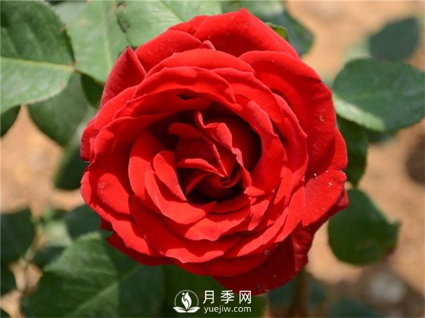 緋扇月季苗，杯苗，小苗，盆花產(chǎn)地批發(fā)(圖2)