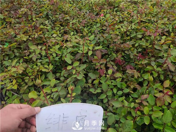 緋扇月季苗，杯苗，小苗，盆花產(chǎn)地批發(fā)(圖3)