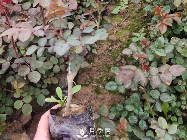 緋扇月季苗，杯苗，小苗，盆花產(chǎn)地批發(fā)(圖4)