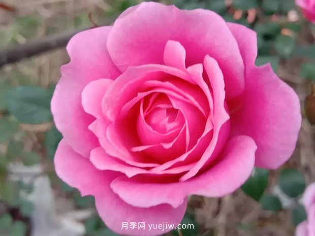 果汁陽臺，鈴之妖精，紅蘋果，表現(xiàn)好的三個月季品種(圖2)