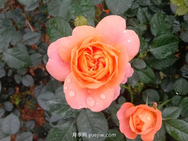 果汁陽臺，鈴之妖精，紅蘋果，表現(xiàn)好的三個月季品種(圖1)