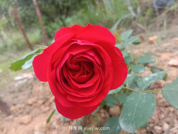 果汁陽臺，鈴之妖精，紅蘋果，表現(xiàn)好的三個月季品種(圖3)