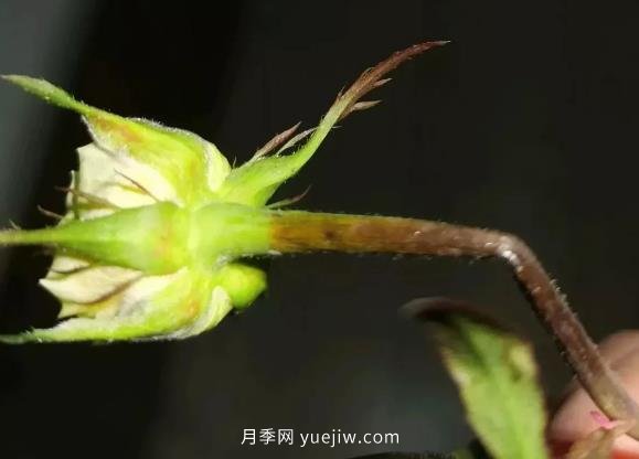 月季嫩枝花苞變彎，可能是莖蜂蟲害來了(圖1)