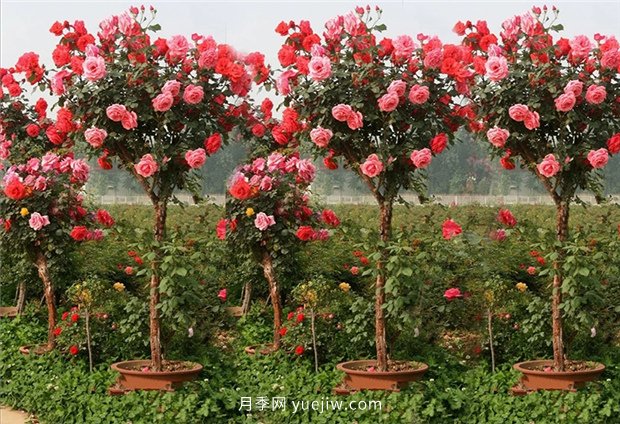 別的花不愛只養(yǎng)月季花，精挑細(xì)選了5個(gè)品種個(gè)個(gè)經(jīng)典(圖5)
