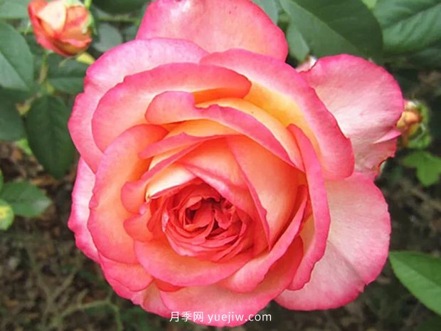 彩云花間人心醉，一起認(rèn)識(shí)彩云月季(圖1)