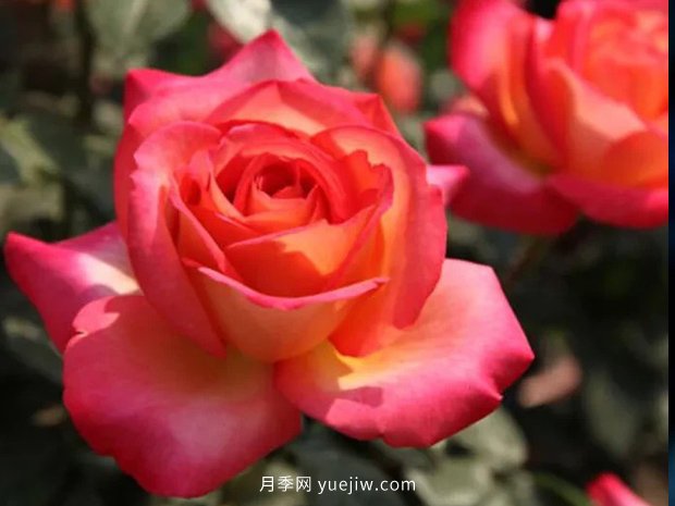 彩云花間人心醉，一起認(rèn)識(shí)彩云月季(圖2)