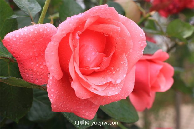 實(shí)測(cè)3款“識(shí)花小程序”，讓你再也不愁認(rèn)錯(cuò)花(圖1)