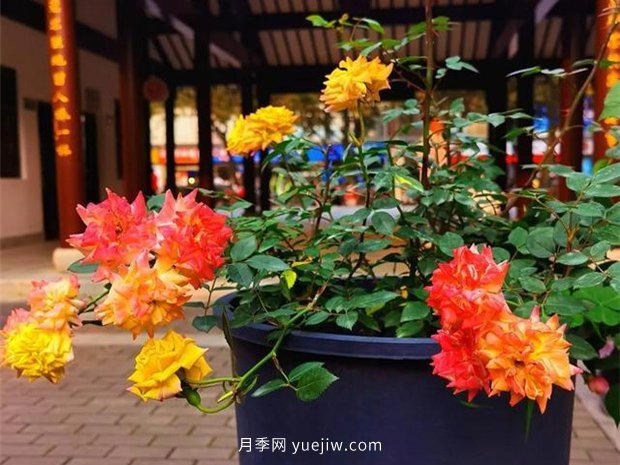 福州茶亭公園月季花開，芬芳美爆！(圖2)