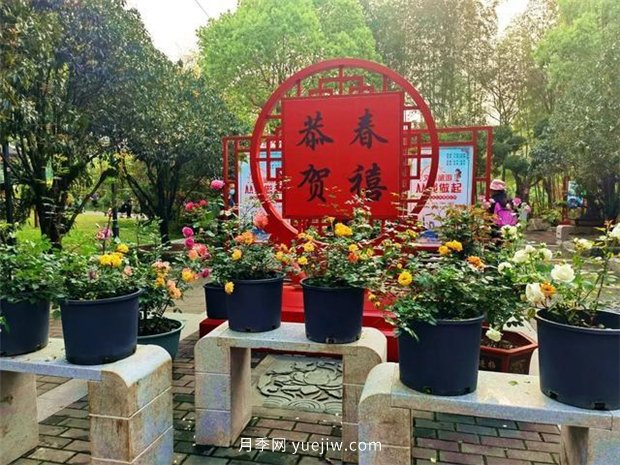福州茶亭公園月季花開，芬芳美爆！(圖3)