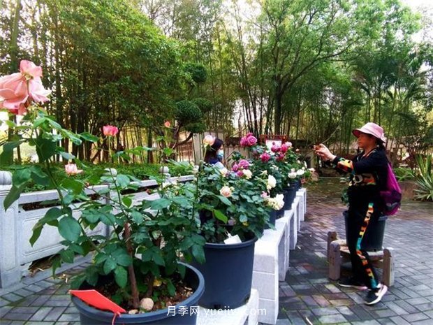 福州茶亭公園月季花開，芬芳美爆！(圖4)