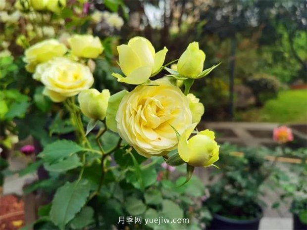 福州茶亭公園月季花開，芬芳美爆！(圖5)