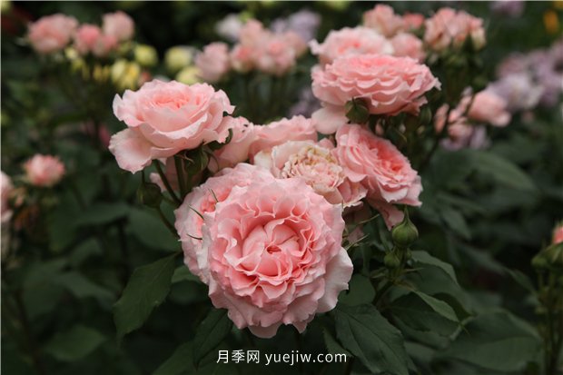推薦一批少刺的月季品種，來看看吧(圖2)
