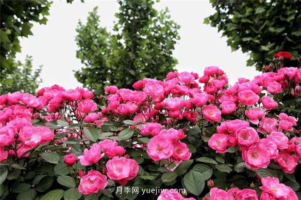 園林花木的分類知識，喬木、灌木、藤本(圖1)