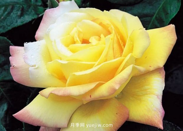 新手必備9個(gè)大花月季經(jīng)典品種，不可錯(cuò)過(guò)的美人(圖2)