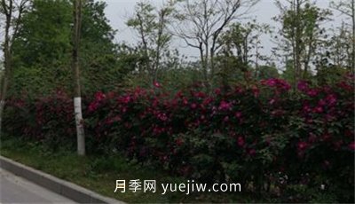 荊州開發(fā)區(qū)西干渠的藤本月季開花啦，千米月季花墻來打卡(圖2)