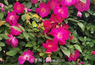 荊州開發(fā)區(qū)西干渠的藤本月季開花啦，千米月季花墻來打卡(圖1)