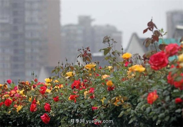 杭州高架月季進(jìn)入開放期，花開引領(lǐng)杭州月季美景(圖3)