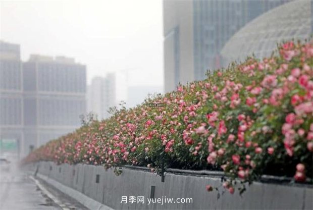 杭州高架月季進(jìn)入開放期，花開引領(lǐng)杭州月季美景(圖2)