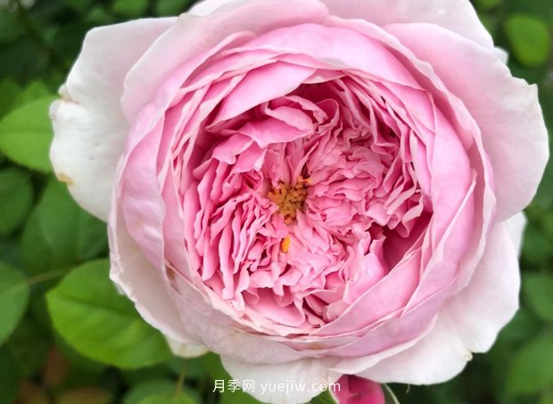 12個(gè)藤本月季品種推薦，造型適合月季花柱和拱門(圖2)