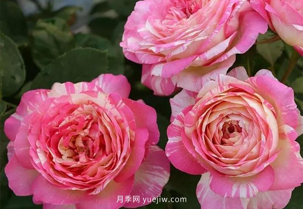 12個(gè)藤本月季品種推薦，造型適合月季花柱和拱門(圖12)