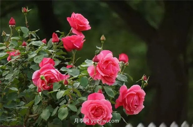 精通施肥，就掌握了盆栽月季開花不斷的訣竅(圖2)