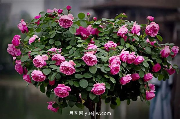 精通施肥，就掌握了盆栽月季開花不斷的訣竅(圖3)