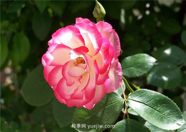 月季的品類有哪些？有什么區(qū)別嗎？(圖2)
