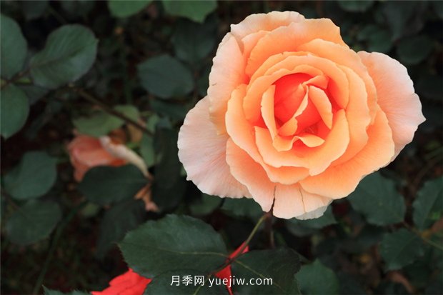 南陽月季什么時候剪枝(圖1)