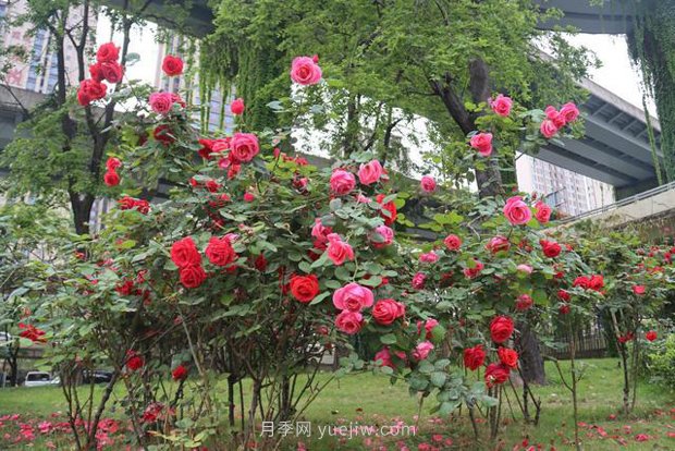 成都“高顏值”月季花開(kāi)正艷，50多個(gè)品種美爆街頭(圖1)
