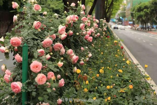 成都“高顏值”月季花開(kāi)正艷，50多個(gè)品種美爆街頭(圖2)
