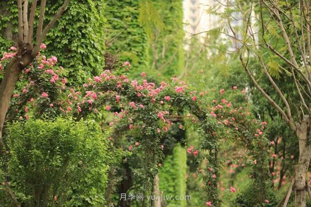成都“高顏值”月季花開(kāi)正艷，50多個(gè)品種美爆街頭(圖3)