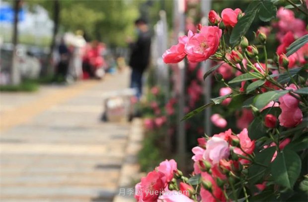江西南昌：市花歸來(lái)錦繡春 洪城新貌月季香(圖1)