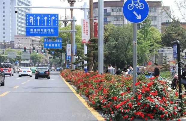 江西南昌：市花歸來(lái)錦繡春 洪城新貌月季香(圖2)