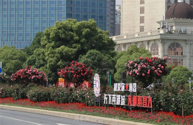 江西南昌：市花歸來(lái)錦繡春 洪城新貌月季香(圖3)