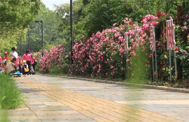 江西南昌：市花歸來(lái)錦繡春 洪城新貌月季香(圖5)