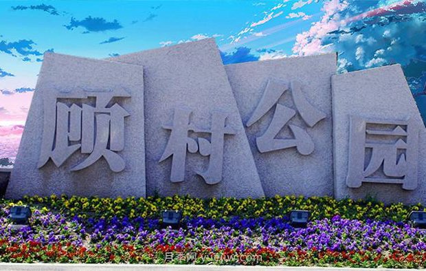 上海顧村公園500多畝月季正處盛花期，5.1期間置身于月季花海(圖2)