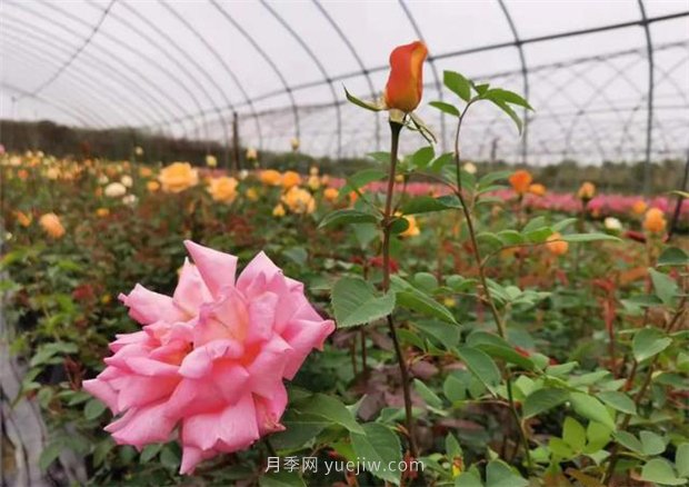 再等等盛花期，南陽現(xiàn)在賞月季為時(shí)還早(圖2)