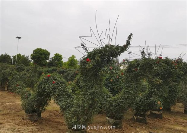 再等等盛花期，南陽現(xiàn)在賞月季為時(shí)還早(圖3)
