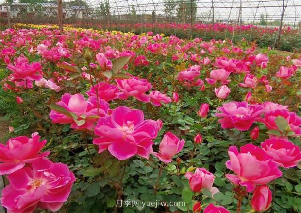 再等等盛花期，南陽現(xiàn)在賞月季為時(shí)還早(圖4)