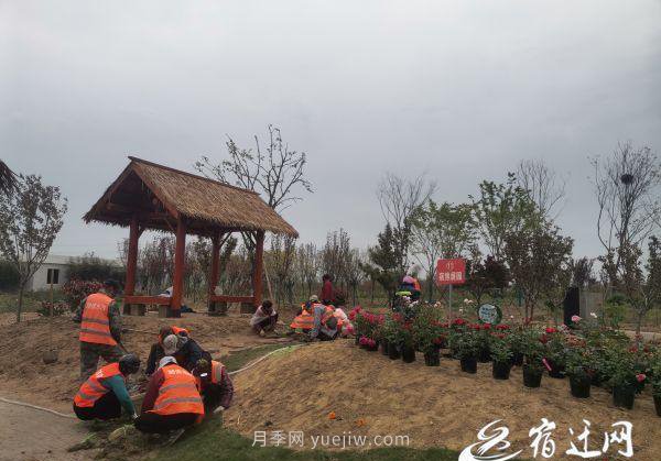 醉美泗陽(yáng)，月季花海，第十一屆中國(guó)月季展覽會(huì)4月28日開(kāi)幕(圖1)
