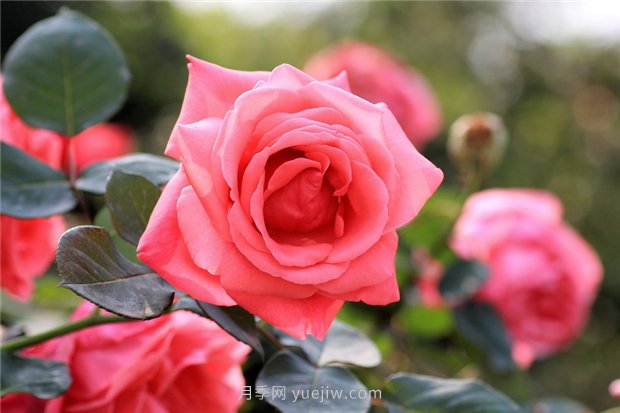 養(yǎng)月季常犯的錯(cuò)誤，花苞打開(kāi)后還用不用施肥？(圖1)