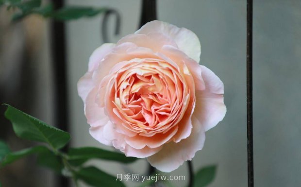 推薦4個適合新花友種植的藤本月季品種，長勢強(qiáng)勁開花量大(圖2)