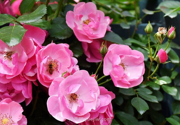 推薦4個適合新花友種植的藤本月季品種，長勢強(qiáng)勁開花量大(圖1)