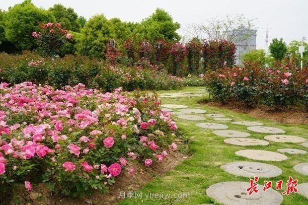 武漢滿街月季開放，近百座公園進(jìn)入盛花期(圖1)