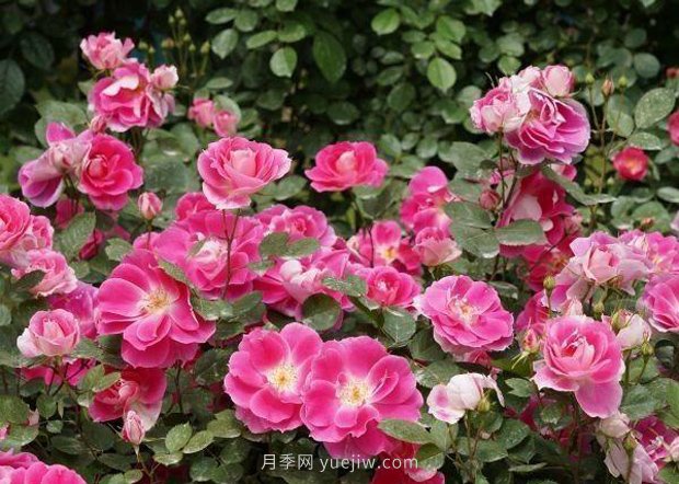 武漢滿街月季開放，近百座公園進(jìn)入盛花期(圖2)