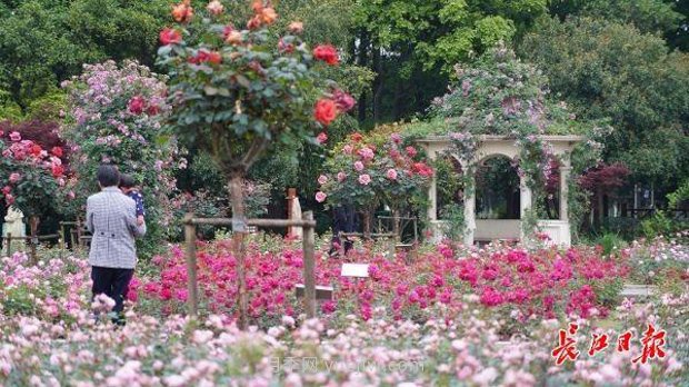 武漢滿街月季開放，近百座公園進(jìn)入盛花期(圖4)