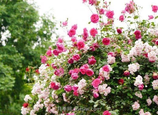 武漢滿街月季開放，近百座公園進(jìn)入盛花期(圖5)