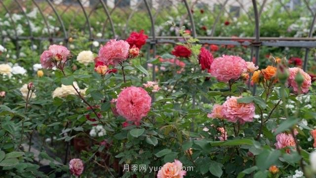 杭州滿城月季綻放，驚艷背后有他功勞(圖2)