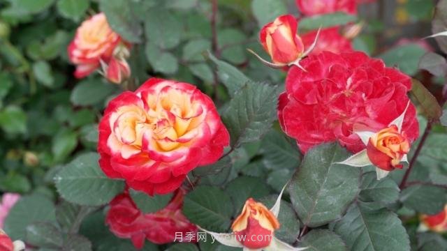 杭州滿城月季綻放，驚艷背后有他功勞(圖5)