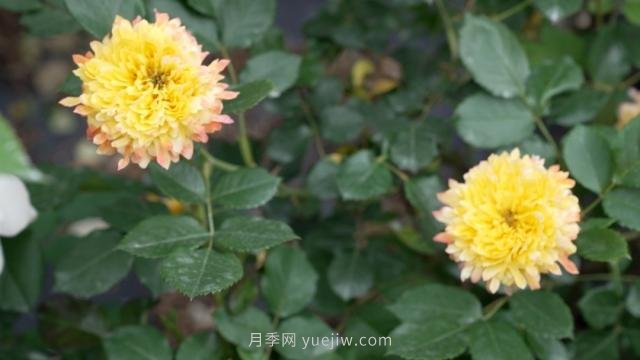 杭州滿城月季綻放，驚艷背后有他功勞(圖6)